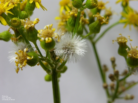 groundsel, cressleaf